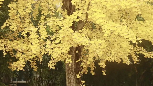 坐公交赏银杏|让我们共赴冬日暖阳里的泸州浪漫!(图6) 6.jpg