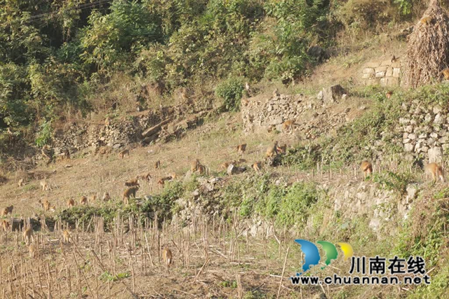 “大圣”驾到!古蔺100多只野生猕猴再现身……(图1) 1.jpg