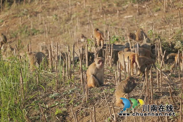“大圣”驾到!古蔺100多只野生猕猴再现身……(图2) 2.jpg