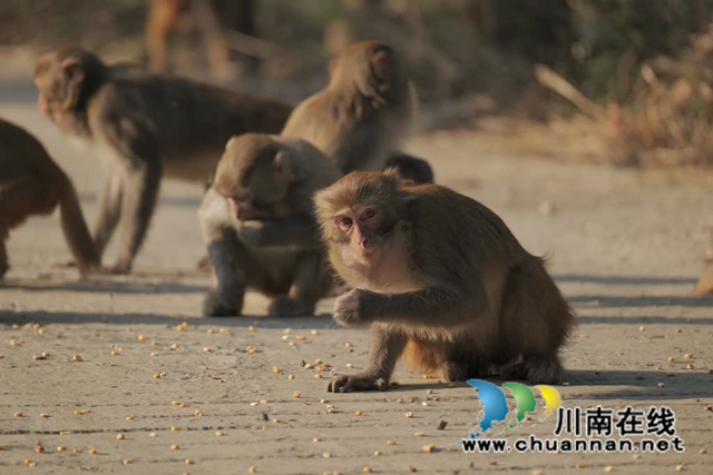 “大圣”驾到!古蔺100多只野生猕猴再现身……(图4) 4.jpg