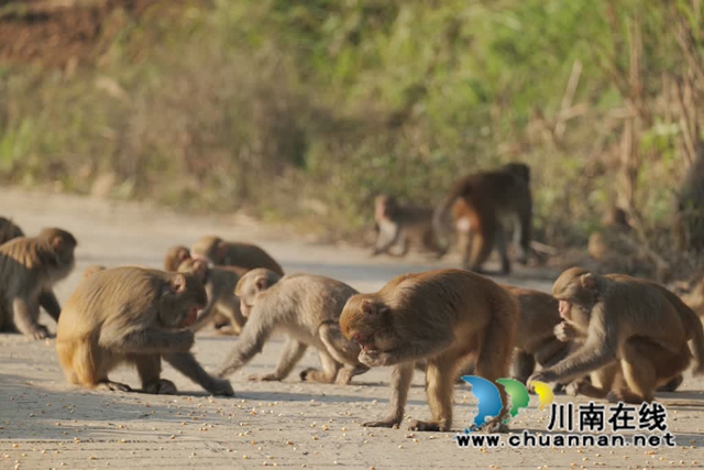 “大圣”驾到!古蔺100多只野生猕猴再现身……(图6) 6.jpg