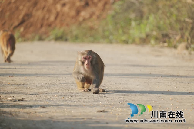 “大圣”驾到!古蔺100多只野生猕猴再现身……(图5) 5.jpg