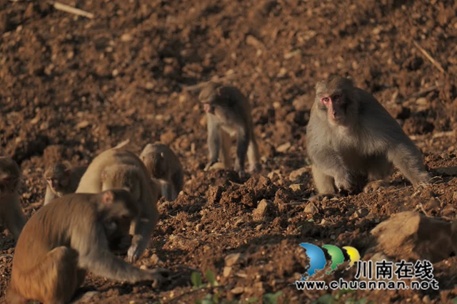 “大圣”驾到!古蔺100多只野生猕猴再现身……(图7) 7.jpg