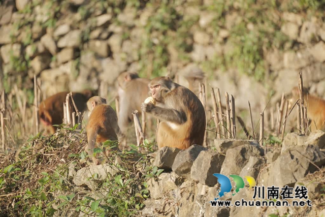 “大圣”驾到!古蔺100多只野生猕猴再现身……(图8) 8.jpg