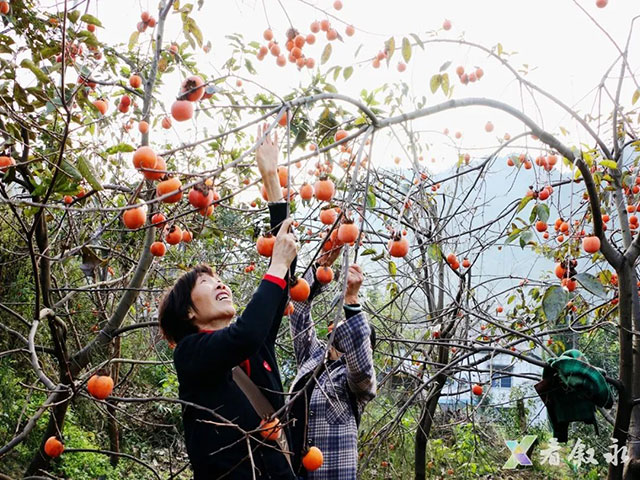叙永后山拍了拍你,愿你“柿柿”如意(图5) 5.jpg