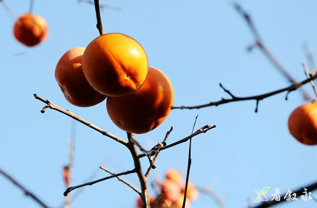 叙永后山拍了拍你,愿你“柿柿”如意(图7) 7.jpg