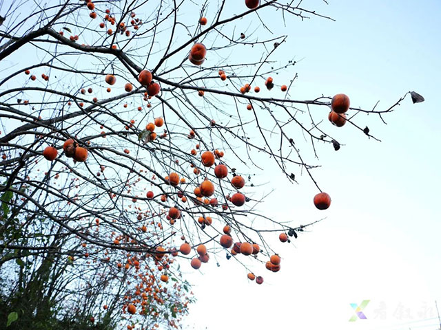 叙永后山拍了拍你,愿你“柿柿”如意(图8) 8.jpg