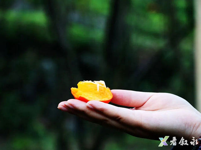 叙永后山拍了拍你,愿你“柿柿”如意(图9) 9.jpg