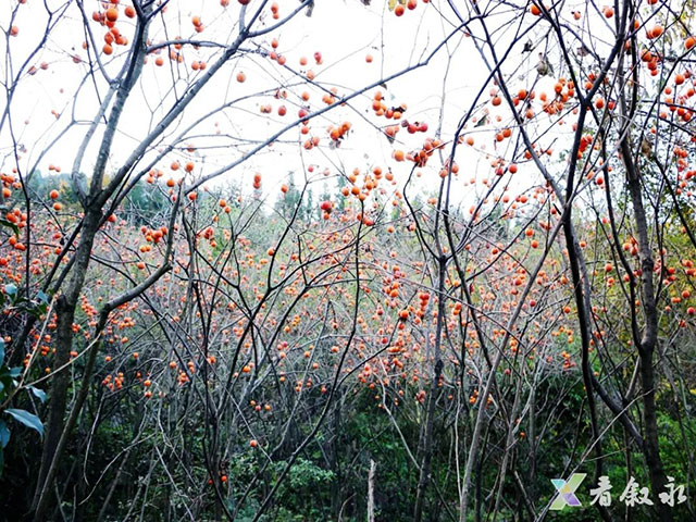 叙永后山拍了拍你,愿你“柿柿”如意(图2) 2.jpg