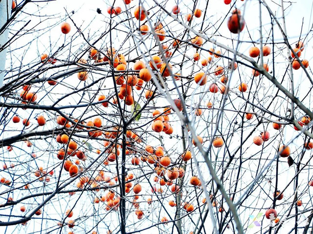 叙永后山拍了拍你,愿你“柿柿”如意(图3) 3.jpg