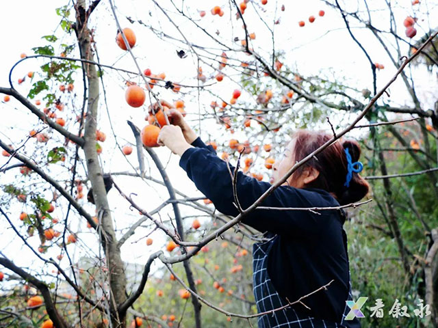叙永后山拍了拍你,愿你“柿柿”如意(图4) 4.jpg