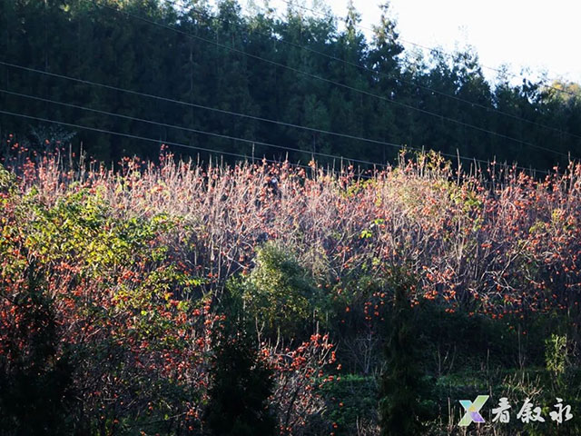 叙永后山拍了拍你,愿你“柿柿”如意(图10) 10.jpg