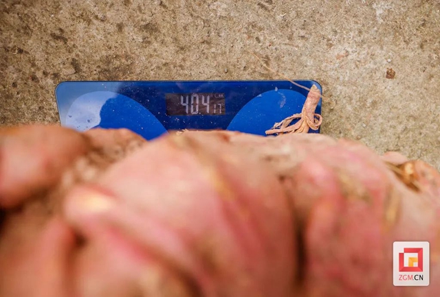 哇!自贡此地的红苕“一不小心”长了40斤(图2) 红2.jpg