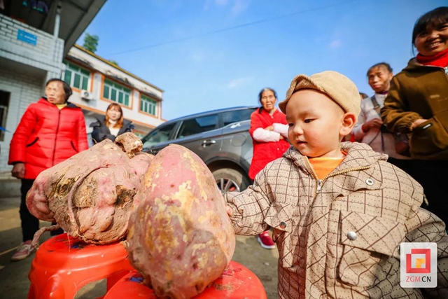 哇!自贡此地的红苕“一不小心”长了40斤(图4) 红4.jpg