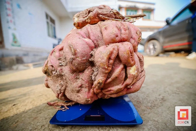 哇!自贡此地的红苕“一不小心”长了40斤(图3) 红3.jpg