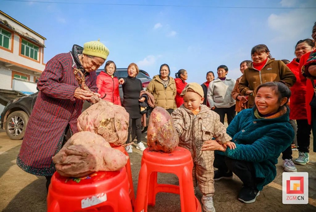 哇!自贡此地的红苕“一不小心”长了40斤(图5) 红5.jpg