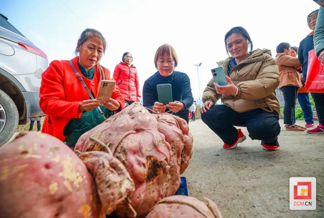 哇!自贡此地的红苕“一不小心”长了40斤(图6) 红6.jpg