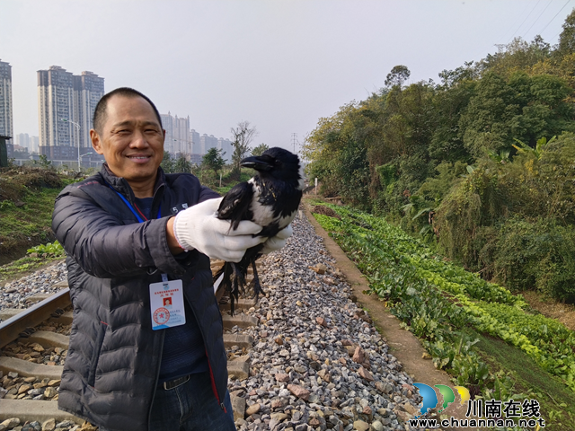 受伤“黑鸟”原是世界濒危动物！龙马潭区鱼塘街道放归一只白颈鸦