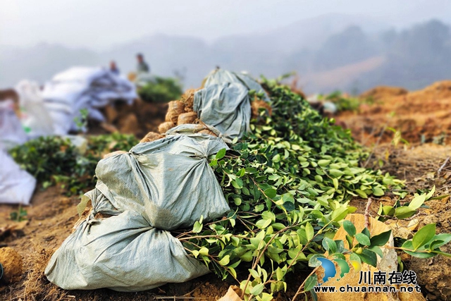 油茶扎根山野，为乡村振兴添“油”加绿 | 四川民鑫劳务专业合作社承揽油茶种植劳务服务