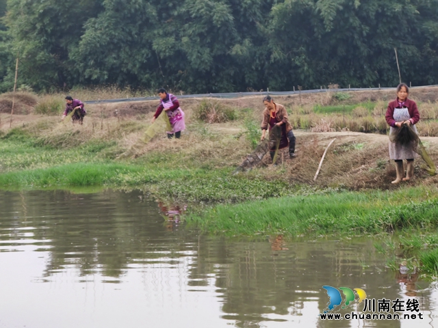 泸县：打造早虾产业集群 联建“巴蜀鱼米之乡”