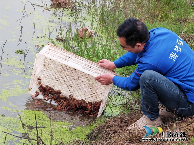 投放虾苗1（曾佐然摄）.jpg