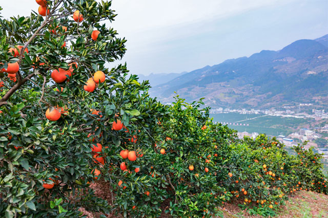 走!这个周末去古蔺"qi"甜橙,保证让你......(图2) 2.jpg