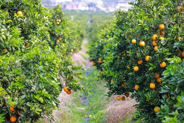 走!这个周末去古蔺"qi"甜橙,保证让你......(图3) 3.jpg