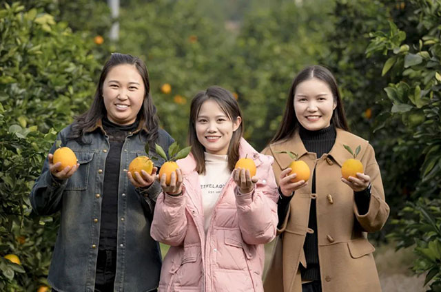 走!这个周末去古蔺"qi"甜橙,保证让你......(图4) 4.jpg