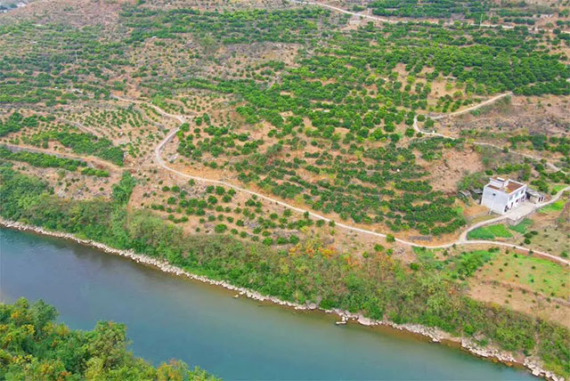 走!这个周末去古蔺"qi"甜橙,保证让你......(图5) 5.jpg