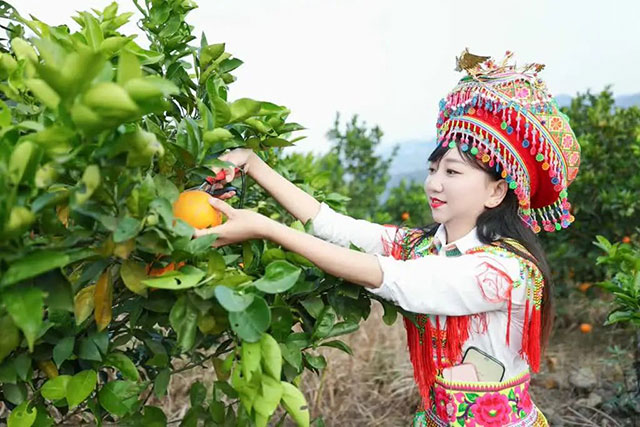 走!这个周末去古蔺"qi"甜橙,保证让你......(图12) 12.jpg