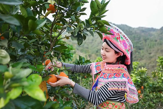 走!这个周末去古蔺"qi"甜橙,保证让你......(图11) 11.jpg