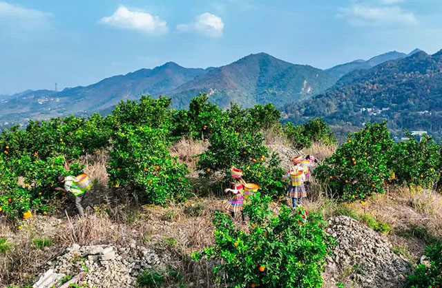 走!这个周末去古蔺"qi"甜橙,保证让你......(图9) 9.jpg