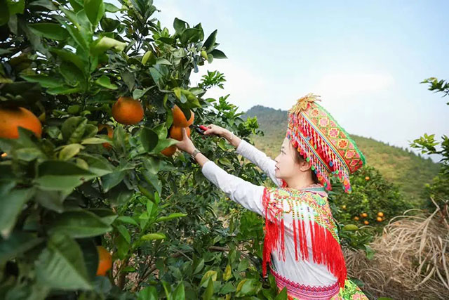 走!这个周末去古蔺"qi"甜橙,保证让你......(图14) 14.jpg