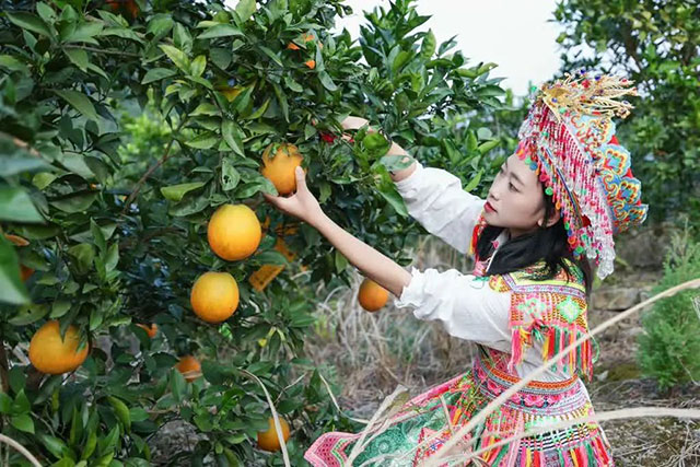 走!这个周末去古蔺"qi"甜橙,保证让你......(图13) 13.jpg