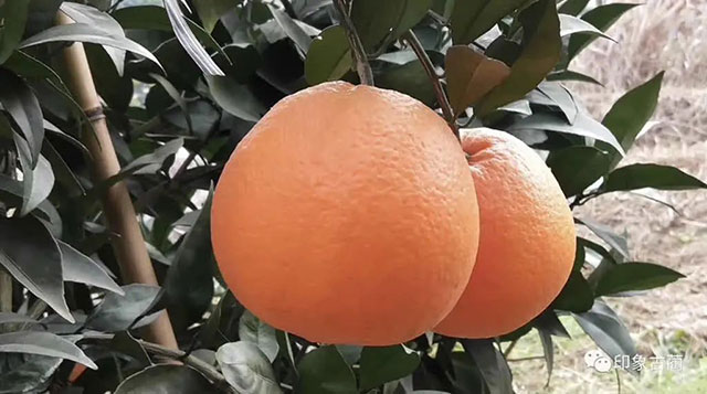 走!这个周末去古蔺"qi"甜橙,保证让你......(图18) 18.jpg