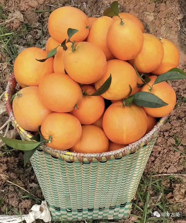 走!这个周末去古蔺"qi"甜橙,保证让你......(图19) 19.jpg