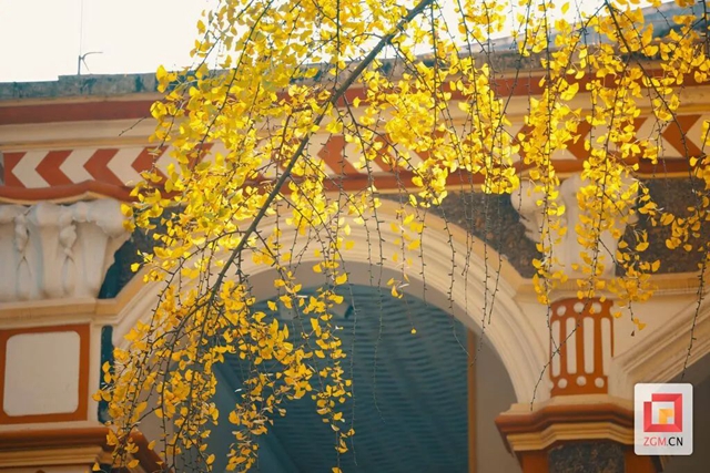 自贡“罗马楼”的银杏黄了(图1) 1.jpg