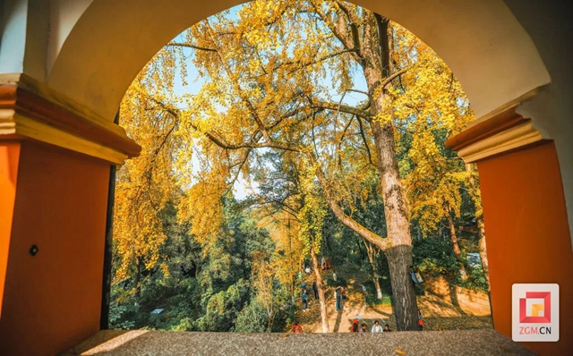 自贡“罗马楼”的银杏黄了(图4) 4.jpg