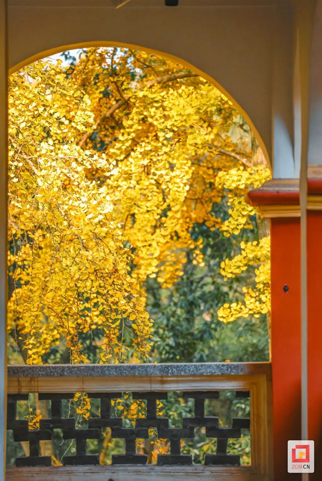 自贡“罗马楼”的银杏黄了(图3) 3.jpg