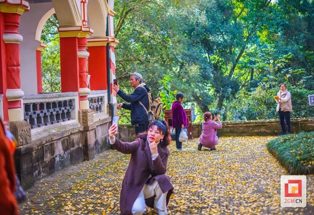 自贡“罗马楼”的银杏黄了(图9) 9.jpg