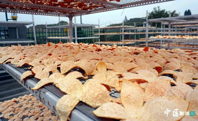 内江“红果果”，为啥又上央视？