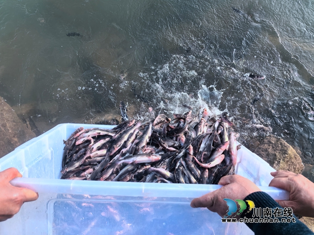 龙马潭:开展增殖放流活动 40万尾鱼苗放入长江(图2) 微信图片_20231225101032.jpg