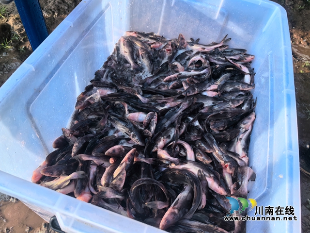 龙马潭:开展增殖放流活动 40万尾鱼苗放入长江(图3) 微信图片_20231225101037.jpg