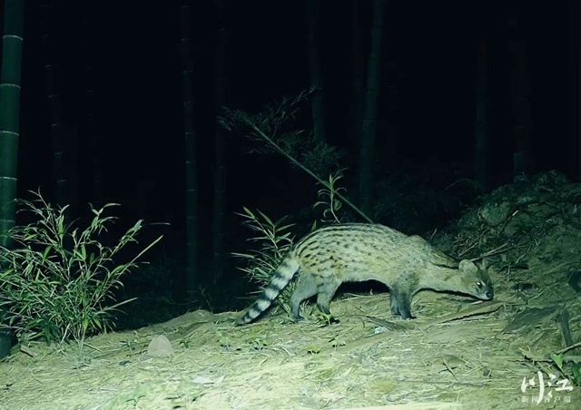 首批789处陆生野生动物重要栖息地名录公布,叙永画稿溪入选(图3) 3.jpg
