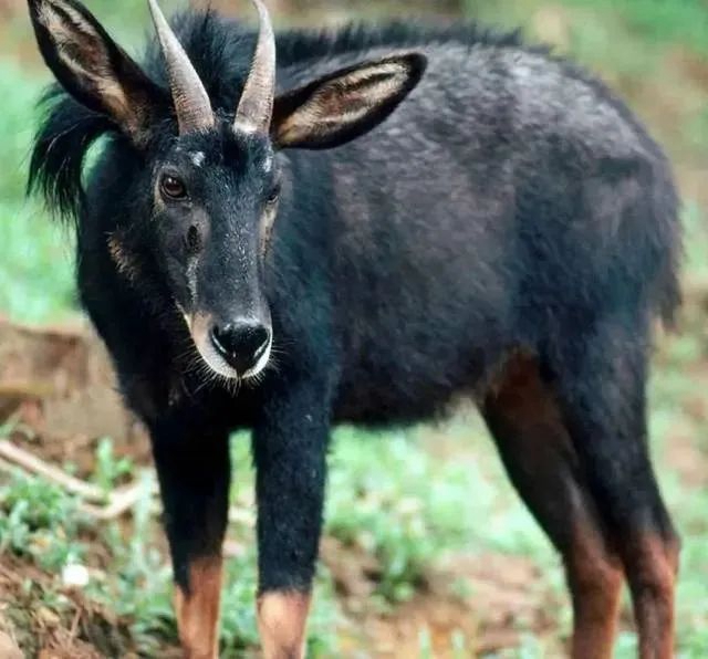 首批789处陆生野生动物重要栖息地名录公布,叙永画稿溪入选(图4) 4.jpg