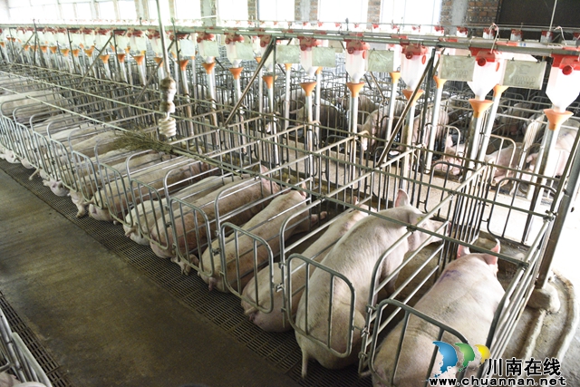 规模养猪场内即将出栏的生猪（刘燕摄）.JPG