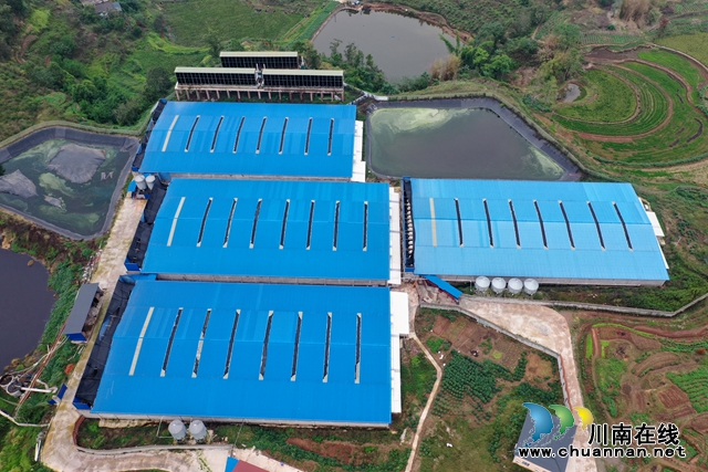 泸县玄滩镇鑫顺养猪场1万头规模（刘燕摄）.JPG