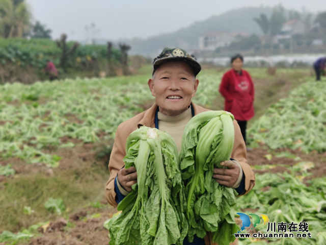 宜宾市南溪区长兴镇：青菜迎丰收 菜农增收有保障