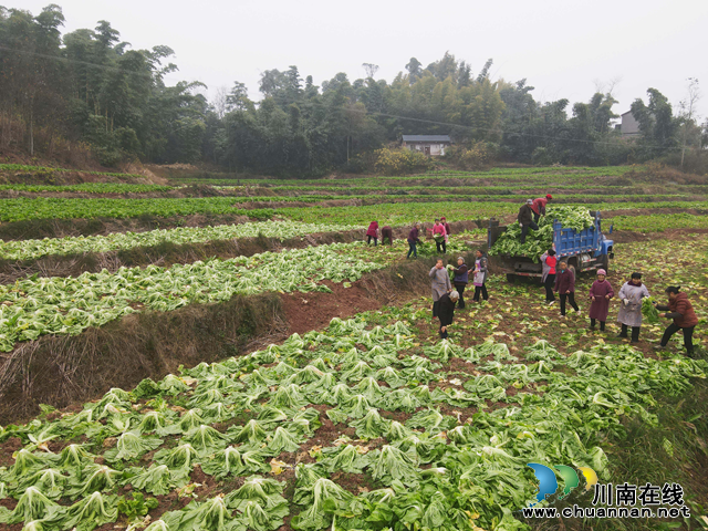 宜宾市南溪区长兴镇:青菜迎丰收 菜农增收有保障(图2) 图片4.png