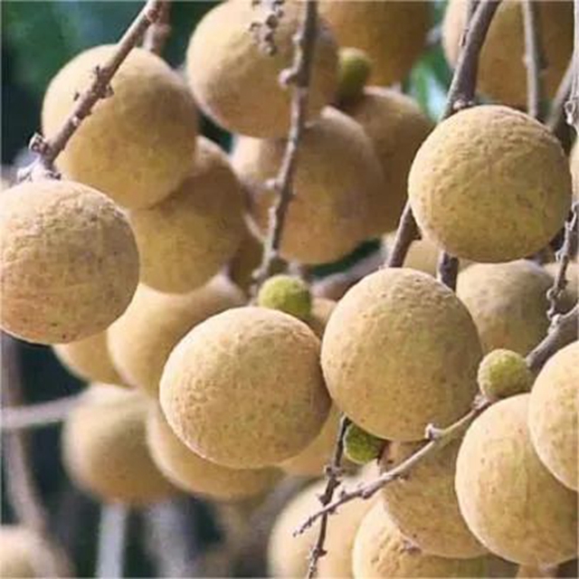 自贡首次试种！龙眼+荔枝=脆蜜龙眼
